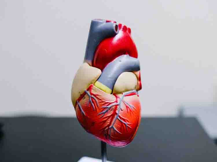 heart-disease,cardiology-disease, heart-problems, heart-problems-blogs, heart-disease-awareness